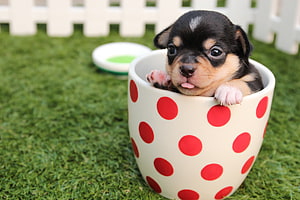 Adorable Black and Tan Puppy Peeking Out of a Red Polka Dot Cup on Green Grass HD wallpaper