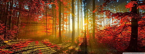 Sunlit Autumn Forest Path with Vibrant Red Foliage and Golden Rays HD wallpaper