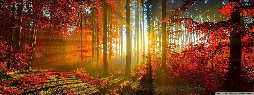 Sunlit Autumn Forest Path with Vibrant Red Foliage and Golden Rays HD wallpaper