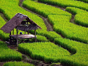Rustic Thatched Shelter Nestled in Vibrant Green Rice Terraces HD wallpaper