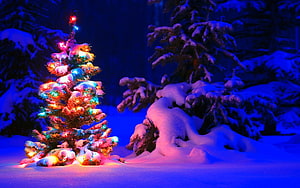 Snow-covered Christmas tree glowing with multicolored lights in a deep blue winter forest at night HD wallpaper