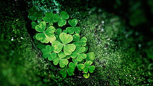 Vibrant Shamrock Leaves Growing on Mossy Rock in Lush Green Nature HD wallpaper