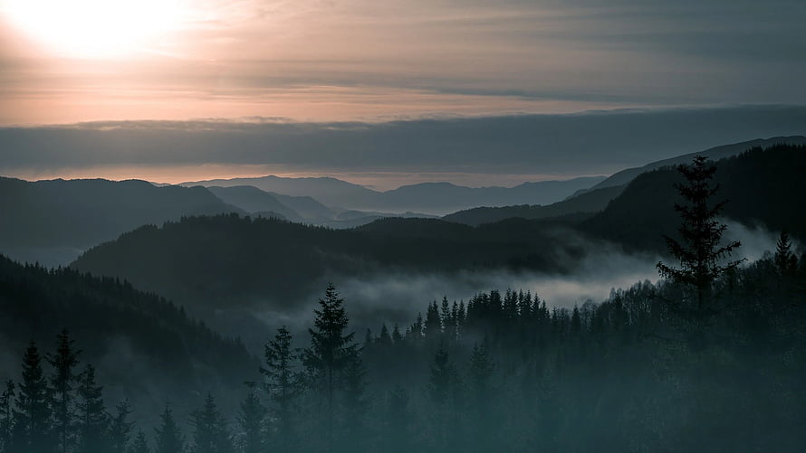 Misty Mountain Forest at Sunrise with Pine Trees and Rolling Hills HD wallpaper