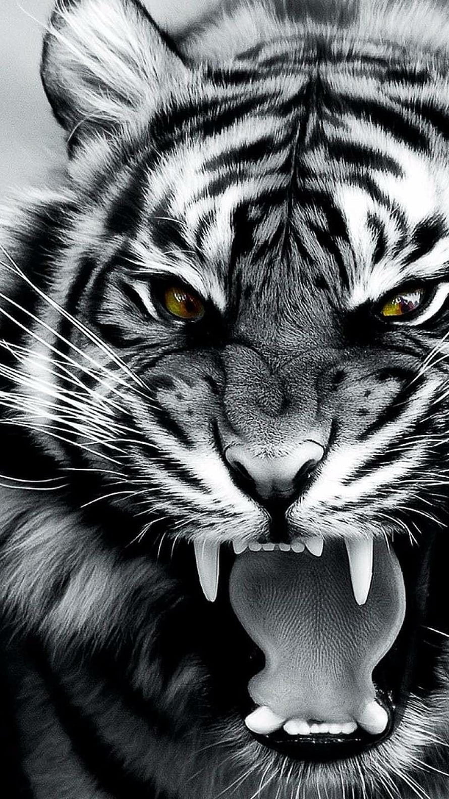 Intense Black and White Tiger Portrait with Amber Eyes and Bared Fangs HD phone wallpaper