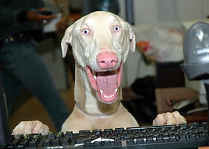 Funny Weimaraner Dog Typing on a Computer Keyboard with Wide Eyes and Open Mouth HD wallpaper