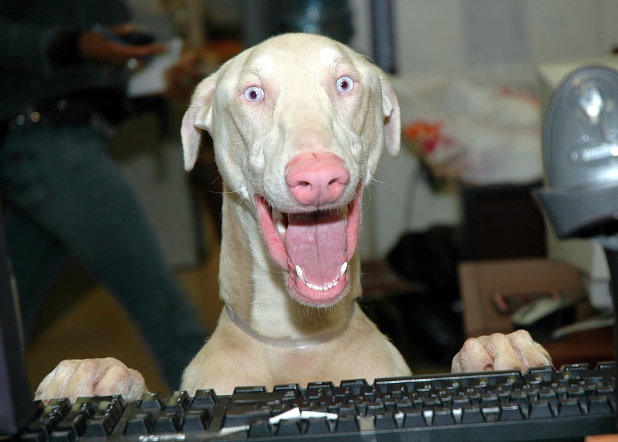 Funny Weimaraner Dog Typing on a Computer Keyboard with Wide Eyes and Open Mouth HD wallpaper