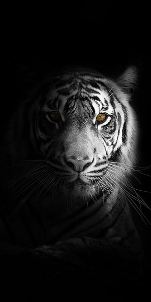 Dramatic Black and White Portrait of a White Tiger with Amber Eyes HD phone wallpaper