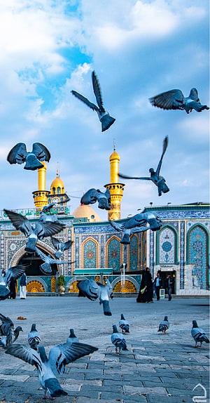 Pigeons in Flight Over the Golden Minarets of Karbala Shrine HD phone wallpaper