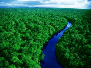 Aerial View of the Amazon Rainforest with a Winding River Cutting Through Dense Green Canopy HD wallpaper