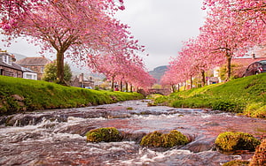 Cherry Blossom Trees Lining a Flowing River in a Scenic Village Landscape HD wallpaper