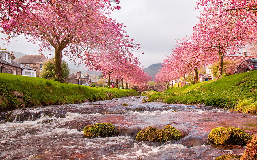 Cherry Blossom Trees Lining a Flowing River in a Scenic Village Landscape HD wallpaper