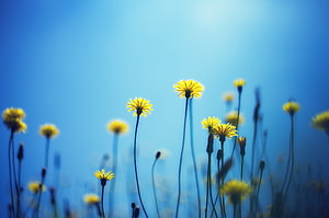Vibrant Yellow Dandelions Silhouetted Against a Bright Blue Sky HD wallpaper