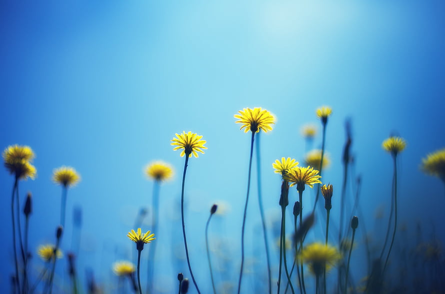 Vibrant Yellow Dandelions Silhouetted Against a Bright Blue Sky HD wallpaper