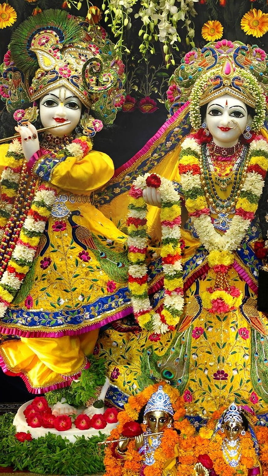 Radha Krishna Temple Deities Adorned in Vibrant Yellow Silk and Fresh Flower Garlands HD phone wallpaper