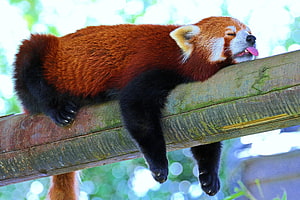 Sleepy Red Panda Resting On A Wooden Branch With Tongue Out HD wallpaper