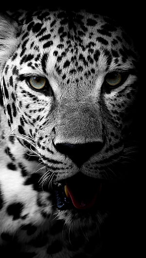 Intense Close-Up Portrait of a Leopard with Open Mouth and Amber Eyes HD phone wallpaper