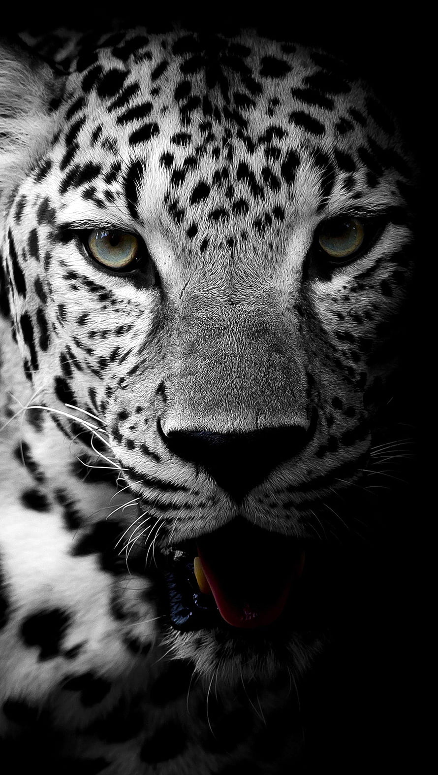 Intense Close-Up Portrait of a Leopard with Open Mouth and Amber Eyes HD phone wallpaper