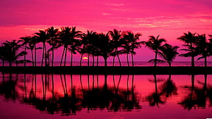 Vibrant Pink Sunset Over Miami Beach With Silhouetted Palm Trees And Water Reflections HD wallpaper