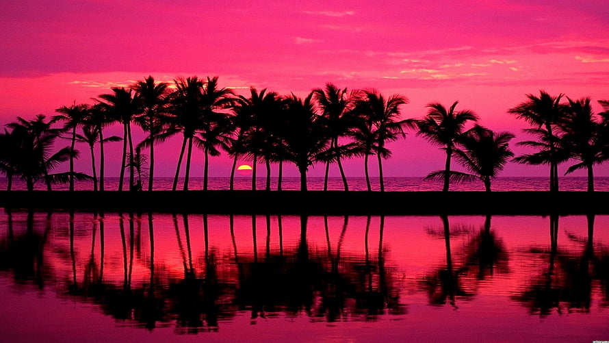Vibrant Pink Sunset Over Miami Beach With Silhouetted Palm Trees And Water Reflections HD wallpaper