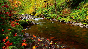 Autumn Forest Stream With Mossy Rocks And Vibrant Foliage HD wallpaper
