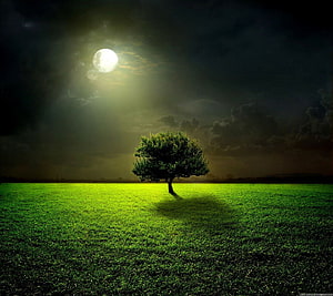 Lone Tree in a Green Meadow Under a Bright Full Moon at Night HD wallpaper