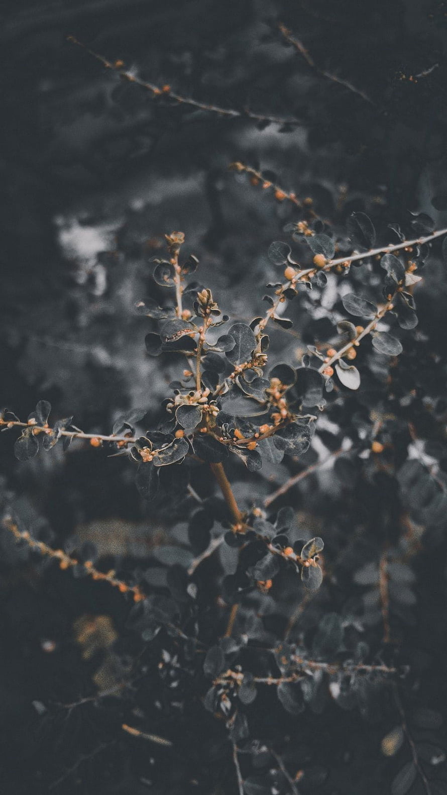 Dark moody close-up of a leafy branch with small orange buds against a blurred background HD phone wallpaper