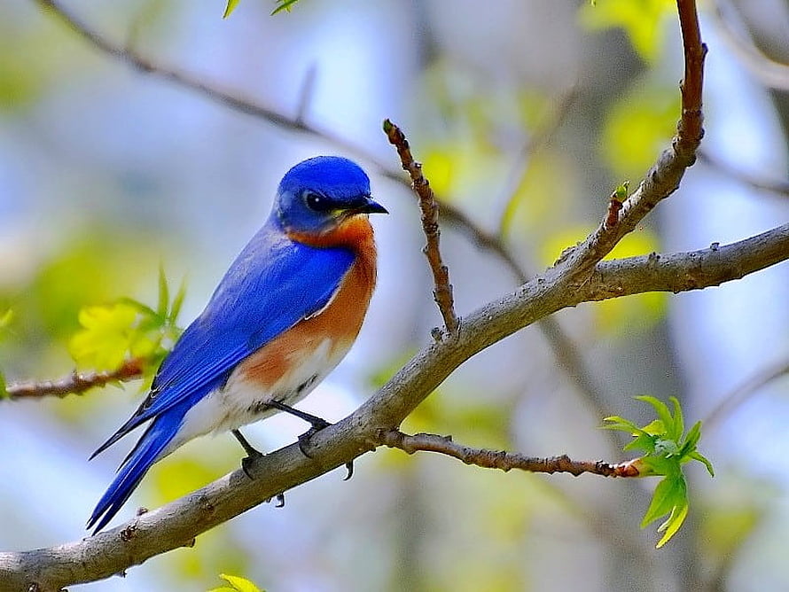 Eastern Bluebird Perched on a Branch with Fresh Spring Foliage HD wallpaper