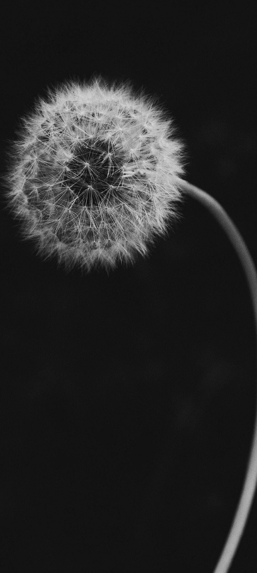 Monochrome Dandelion Seed Head Against a Dark Background HD phone wallpaper