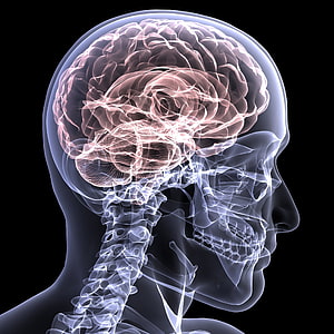 Glowing 3D Medical Illustration of Human Brain, Skull, and Cervical Spine in Profile HD phone wallpaper