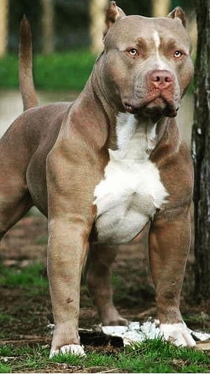 Muscular American Pit Bull Terrier Standing in a Forest Clearing HD phone wallpaper