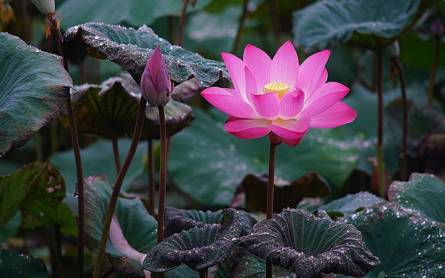 Vibrant Pink Lotus Flower in Full Bloom Amidst Dewy Green Leaves HD wallpaper
