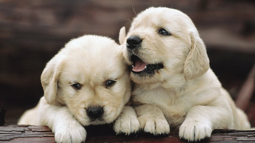 Two Golden Retriever Puppies Resting Together on a Wooden Surface HD wallpaper
