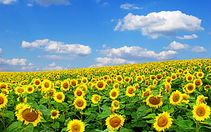 Vast Sunflower Field Under a Bright Blue Sky with Fluffy White Clouds HD wallpaper