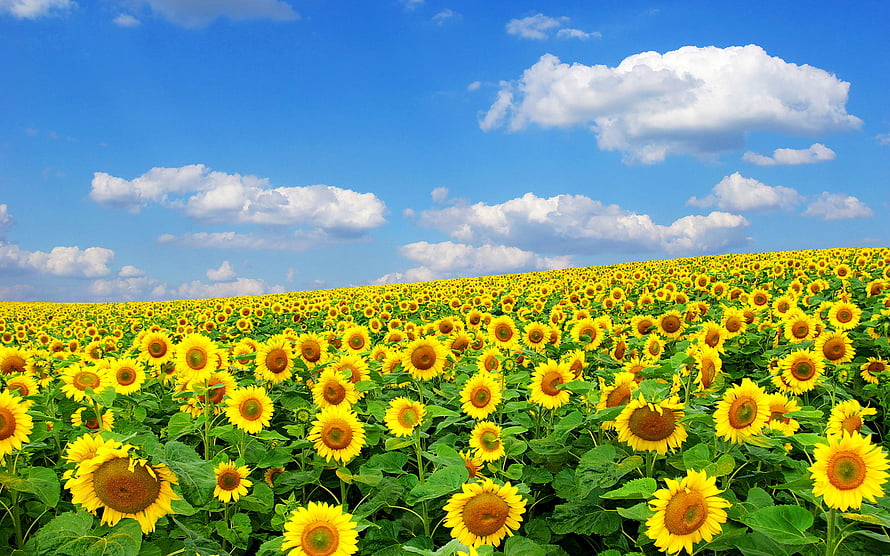 Vast Sunflower Field Under a Bright Blue Sky with Fluffy White Clouds HD wallpaper