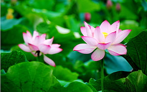 Vibrant Pink Lotus Flowers Blooming in a Lush Green Pond HD wallpaper