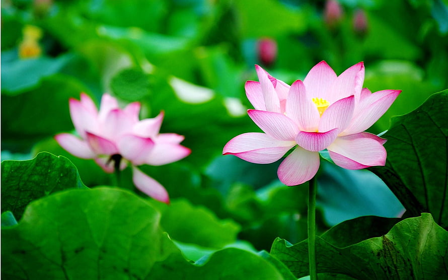 Vibrant Pink Lotus Flowers Blooming in a Lush Green Pond HD wallpaper