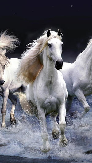 White Horses Galloping Through Water With Flowing Manes HD phone wallpaper