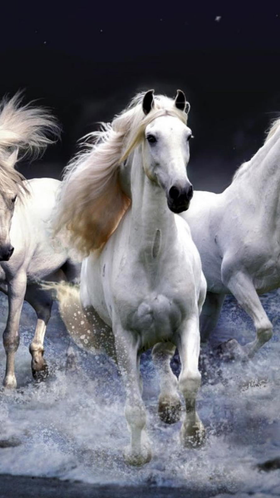 White Horses Galloping Through Water With Flowing Manes HD phone wallpaper