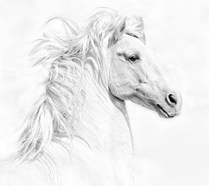 Elegant White Horse Portrait with Flowing Mane in Soft Monochrome Style HD wallpaper