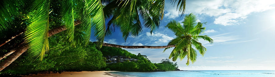 Lush Tropical Beach with Leaning Palm Trees and Turquoise Ocean Water HD wallpaper