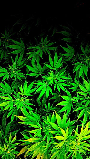 Vibrant Green Cannabis Leaves Against a Dark Background HD phone wallpaper