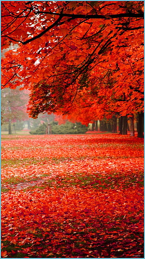 Vibrant Red Maple Canopy Over a Carpet of Fallen Autumn Leaves in a Misty Park HD phone wallpaper