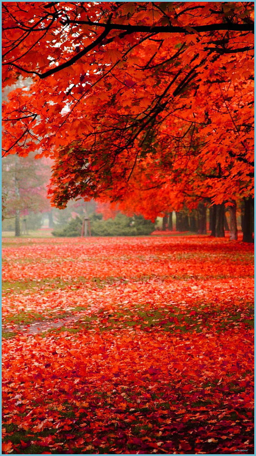 Vibrant Red Maple Canopy Over a Carpet of Fallen Autumn Leaves in a Misty Park HD phone wallpaper