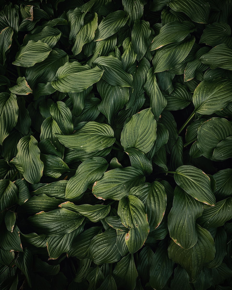 Dense Dark Green Hosta Leaves Forming a Lush Natural Texture Pattern HD phone wallpaper