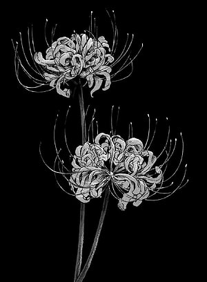 Tokyo Ghoul Red Spider Lily Monochrome Botanical Illustration HD phone wallpaper