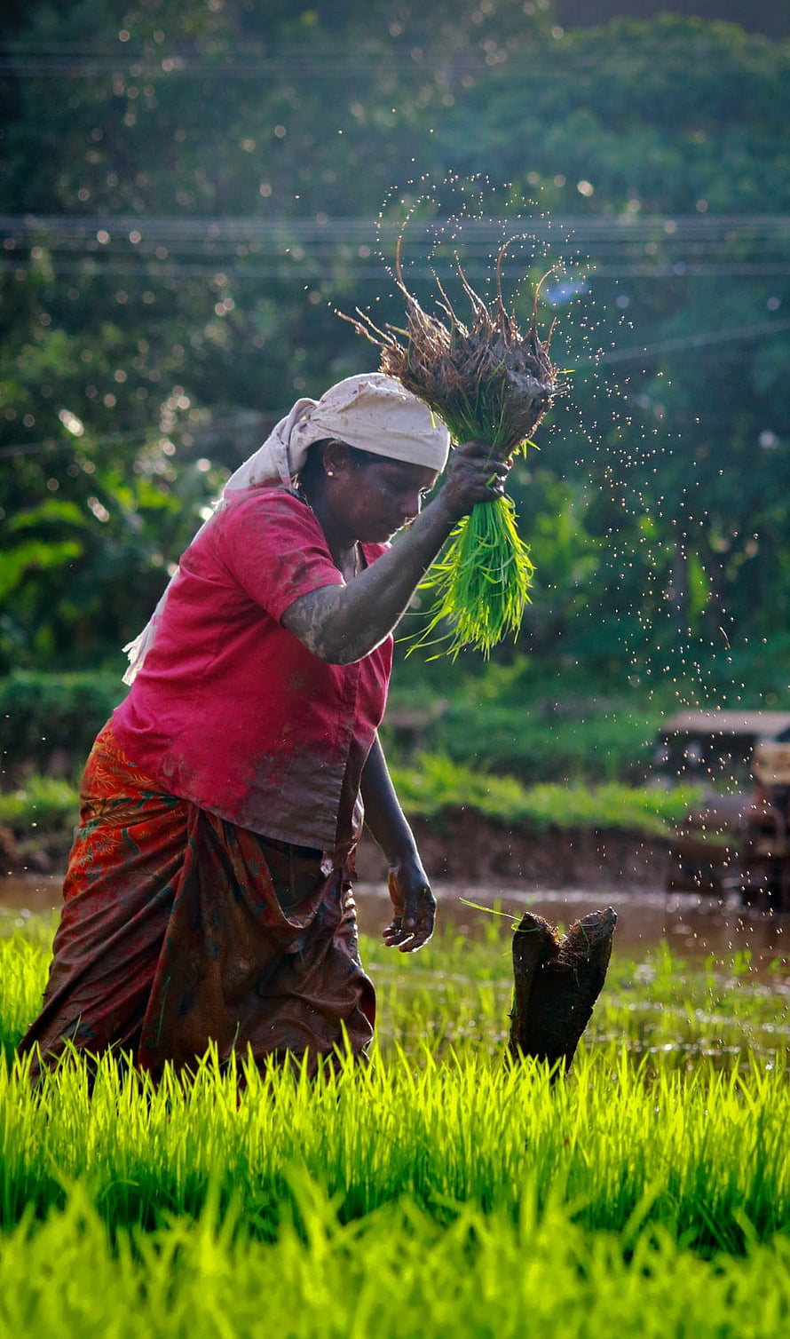 Indian woman planting rice seedlings in a lush green paddy field HD phone wallpaper
