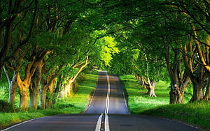 Serene Tree-Lined Country Road with Lush Green Canopy and Sunlit Path HD wallpaper