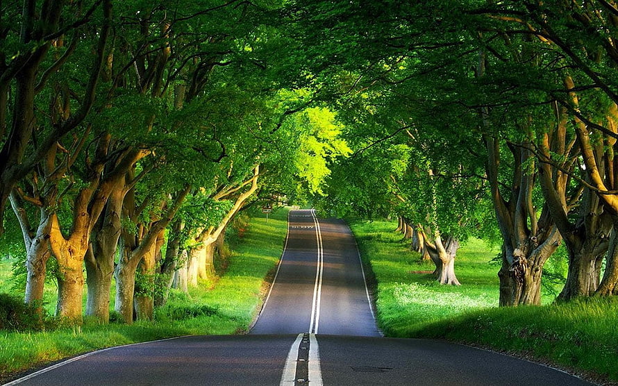 Serene Tree-Lined Country Road with Lush Green Canopy and Sunlit Path HD wallpaper