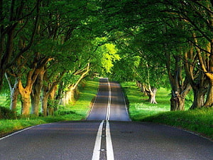 Serene Tree-Lined Country Road with Lush Green Canopy and Sunlit Path HD wallpaper