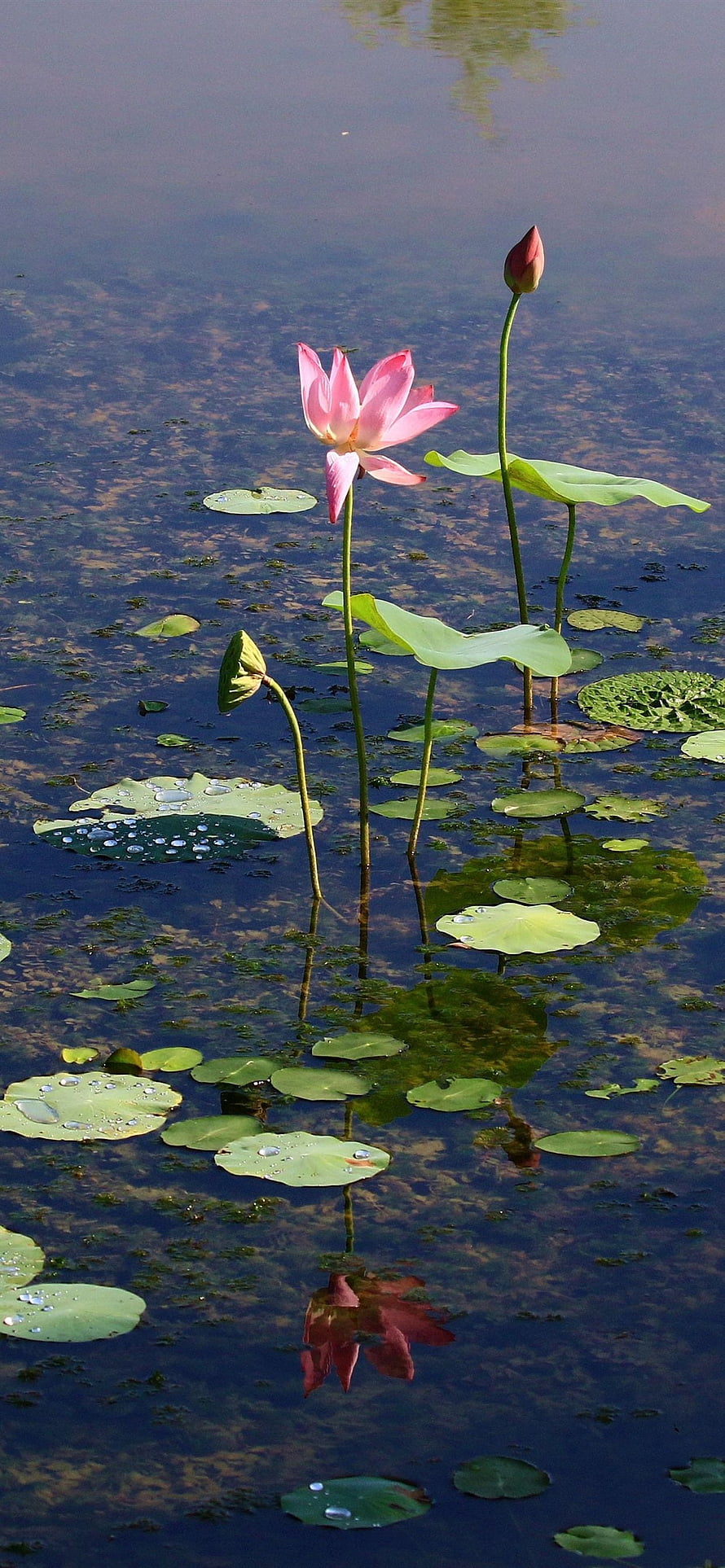 Pink Lotus Flower Blooming in a Serene Pond with Lush Green Lilies HD phone wallpaper